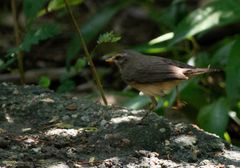 Phylloscopus griseolus