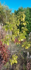 Acer negundo