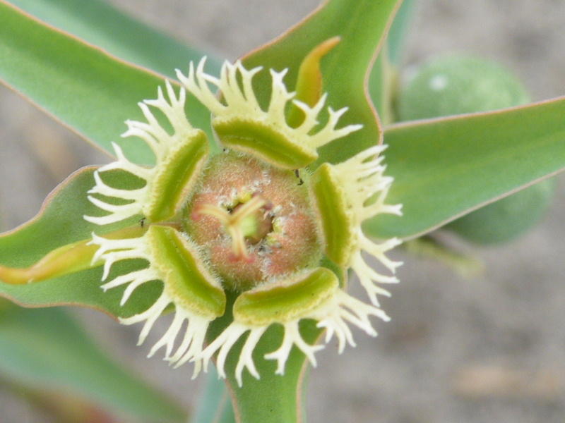 Euphorbia trichadenia