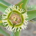 Euphorbia trichadenia - Photo (c) maddyo, algunos derechos reservados (CC BY-NC)