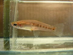 Cnesterodon decemmaculatus