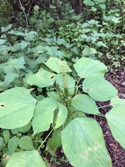 Acalypha polystachya