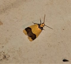 Heterallactis microchrysa