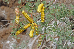 Prosopis strombulifera