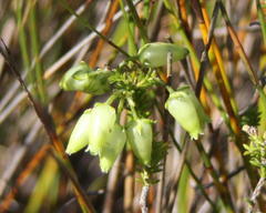 Erica urna-viridis