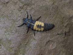 Harmonia dimidiata