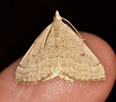 Dichromodes limosa