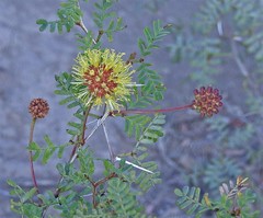 Prosopis strombulifera