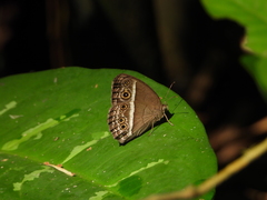 Mycalesis visala