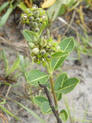 Raphionacme lucens