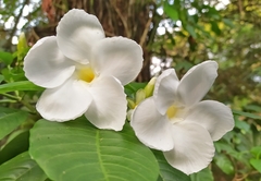 Tabernaemontaninae