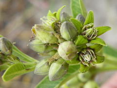 Raphionacme lucens
