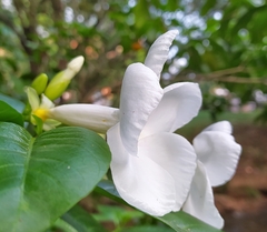 Tabernaemontaninae