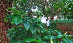 Tabernaemontaninae