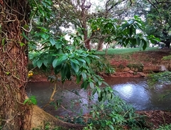 Tabernaemontaninae
