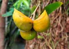 Tabernaemontaninae