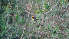 Icterus auricapillus