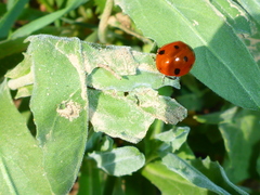 Coccinella septempunctata