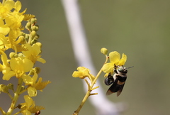 Centris flavofasciata