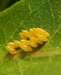 Oncopeltus fasciatus