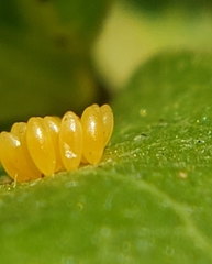 Oncopeltus fasciatus