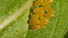 Oncopeltus fasciatus