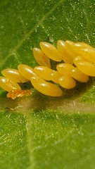 Oncopeltus fasciatus