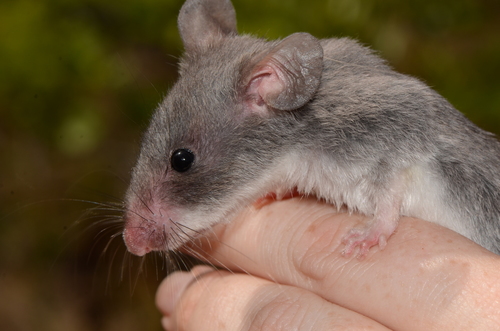 Hinde's Pouched Rat