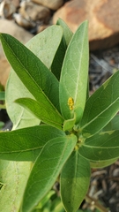 Oncopeltus fasciatus