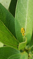 Oncopeltus fasciatus