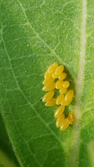 Oncopeltus fasciatus