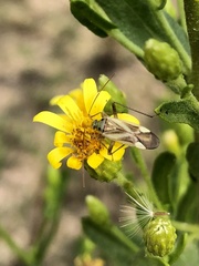 Adelphocoris lineolatus