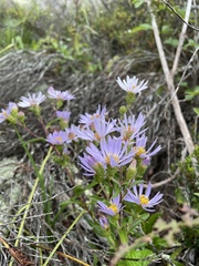 Eurybia surculosa