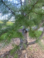 Larix laricina