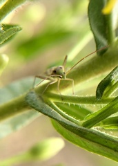 Adelphocoris lineolatus