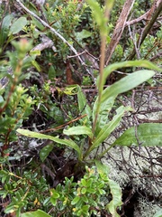 Eurybia surculosa