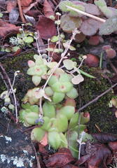 Crassula nemorosa