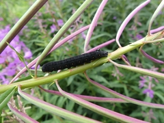 Proserpinus flavofasciata