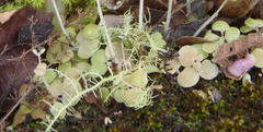 Crassula nemorosa