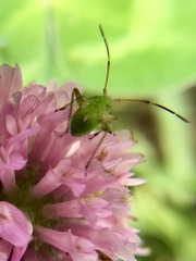 Adelphocoris lineolatus