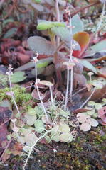 Crassula nemorosa