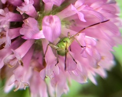 Adelphocoris lineolatus