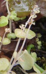 Crassula nemorosa
