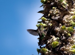 Elliotomyia viridicauda