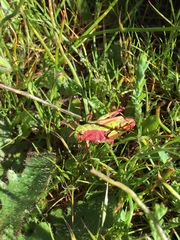 Chimarocephala pacifica