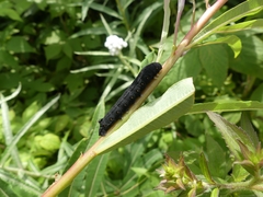 Proserpinus flavofasciata