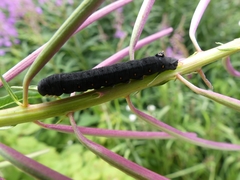 Proserpinus flavofasciata
