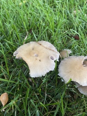 Candolleomyces