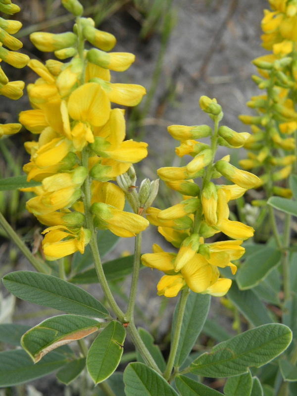 Yellowseed Eriosema