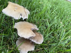 Candolleomyces